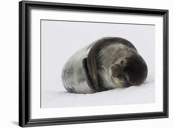 Weddell Seal-Joe McDonald-Framed Photographic Print