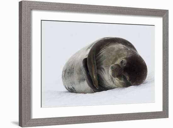 Weddell Seal-Joe McDonald-Framed Photographic Print