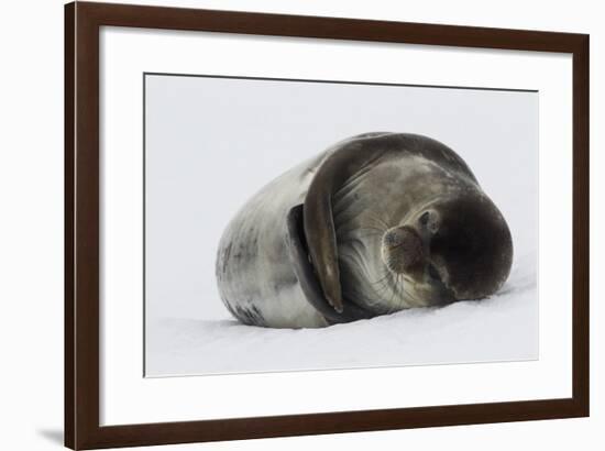 Weddell Seal-Joe McDonald-Framed Photographic Print