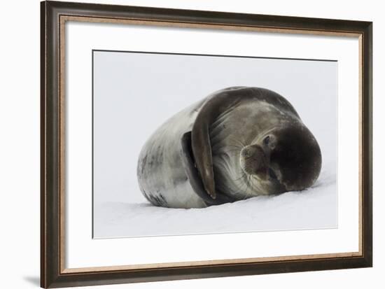 Weddell Seal-Joe McDonald-Framed Photographic Print