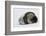 Weddell Seal-Joe McDonald-Framed Photographic Print