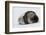 Weddell Seal-Joe McDonald-Framed Photographic Print