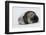 Weddell Seal-Joe McDonald-Framed Photographic Print