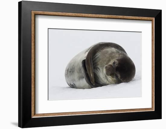 Weddell Seal-Joe McDonald-Framed Photographic Print