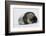 Weddell Seal-Joe McDonald-Framed Photographic Print