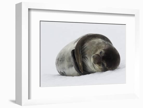 Weddell Seal-Joe McDonald-Framed Photographic Print
