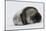 Weddell Seal-Joe McDonald-Mounted Photographic Print