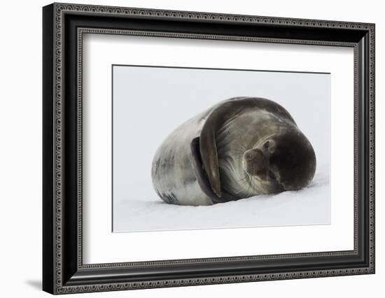 Weddell Seal-Joe McDonald-Framed Photographic Print