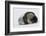 Weddell Seal-Joe McDonald-Framed Photographic Print