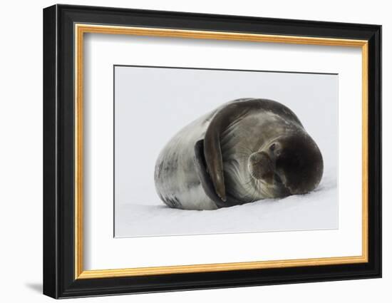 Weddell Seal-Joe McDonald-Framed Photographic Print