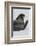 Weddell Seal-Joe McDonald-Framed Photographic Print