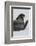 Weddell Seal-Joe McDonald-Framed Photographic Print