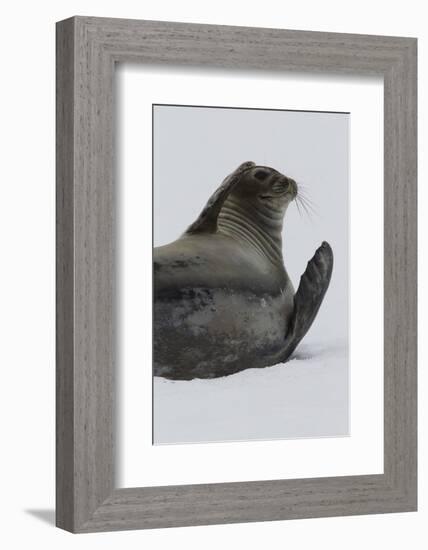 Weddell Seal-Joe McDonald-Framed Photographic Print