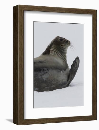 Weddell Seal-Joe McDonald-Framed Photographic Print