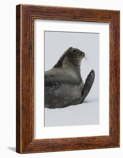 Weddell Seal-Joe McDonald-Framed Photographic Print