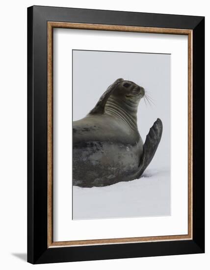 Weddell Seal-Joe McDonald-Framed Photographic Print