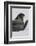 Weddell Seal-Joe McDonald-Framed Photographic Print