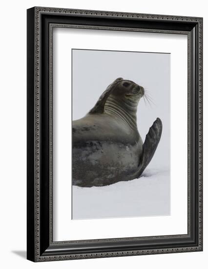 Weddell Seal-Joe McDonald-Framed Photographic Print