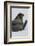 Weddell Seal-Joe McDonald-Framed Photographic Print