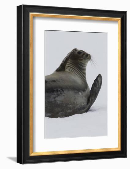 Weddell Seal-Joe McDonald-Framed Photographic Print