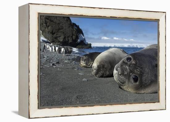 Weddell Seals on Livingstone Island, Antarctica-Paul Souders-Framed Premier Image Canvas