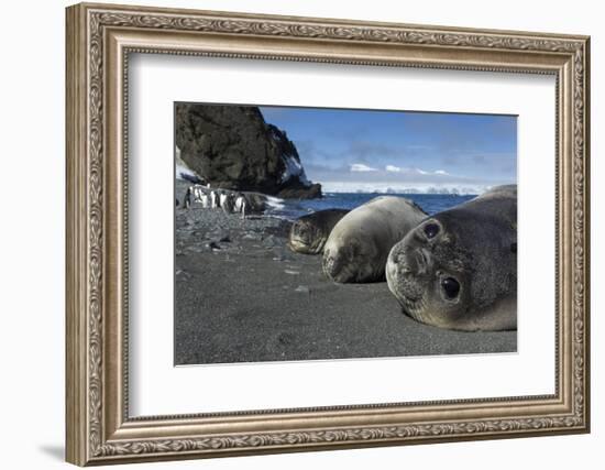 Weddell Seals on Livingstone Island, Antarctica-Paul Souders-Framed Photographic Print