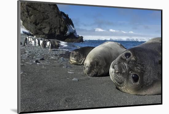 Weddell Seals on Livingstone Island, Antarctica-Paul Souders-Mounted Photographic Print