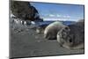 Weddell Seals on Livingstone Island, Antarctica-Paul Souders-Mounted Photographic Print
