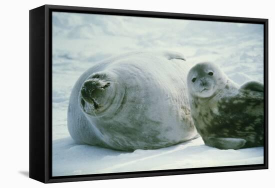 Weddell Seals-Doug Allan-Framed Premier Image Canvas