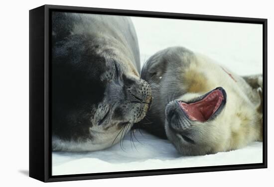 Weddell Seals-Doug Allan-Framed Premier Image Canvas