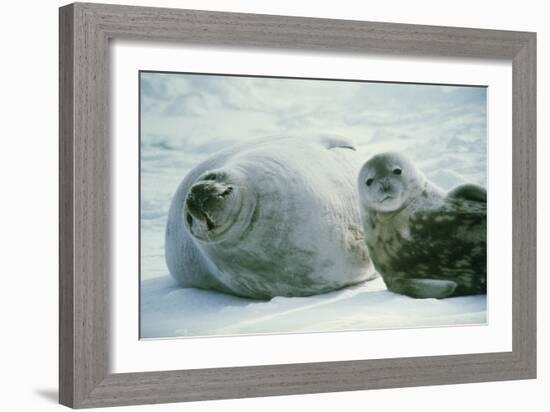 Weddell Seals-Doug Allan-Framed Photographic Print