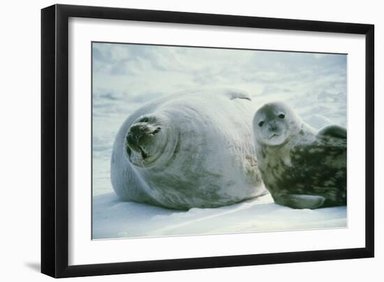 Weddell Seals-Doug Allan-Framed Photographic Print