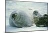 Weddell Seals-Doug Allan-Mounted Photographic Print