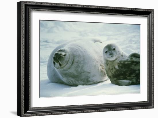 Weddell Seals-Doug Allan-Framed Photographic Print