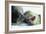 Weddell Seals-Doug Allan-Framed Photographic Print