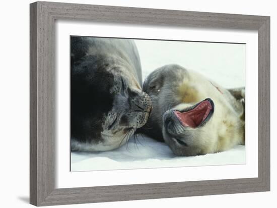 Weddell Seals-Doug Allan-Framed Photographic Print