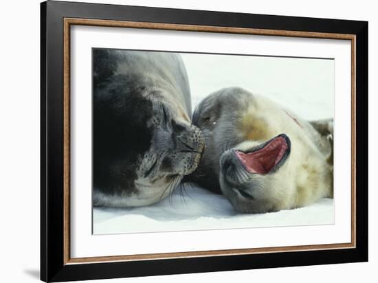 Weddell Seals-Doug Allan-Framed Photographic Print