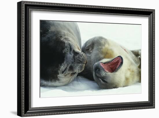 Weddell Seals-Doug Allan-Framed Photographic Print