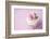 Wedding Cupcake-Ruth Black-Framed Photographic Print