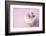 Wedding Cupcake-Ruth Black-Framed Photographic Print