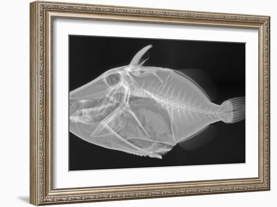 Wedge-Tail Triggerfish-Sandra J. Raredon-Framed Premium Giclee Print