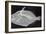 Wedge-Tail Triggerfish-Sandra J. Raredon-Framed Premium Giclee Print