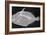 Wedge-Tail Triggerfish-Sandra J. Raredon-Framed Premium Giclee Print