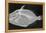 Wedge-Tail Triggerfish-Sandra J. Raredon-Framed Stretched Canvas