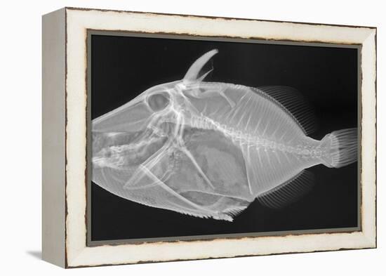 Wedge-Tail Triggerfish-Sandra J. Raredon-Framed Stretched Canvas