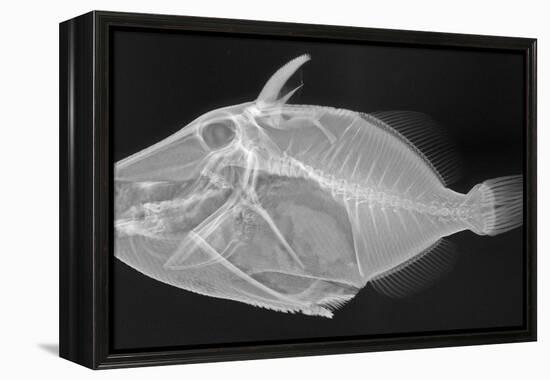 Wedge-Tail Triggerfish-Sandra J. Raredon-Framed Stretched Canvas