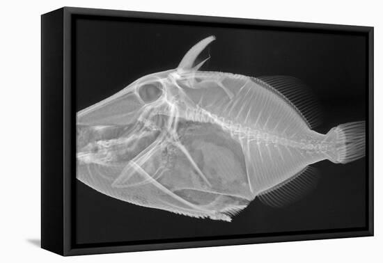 Wedge-Tail Triggerfish-Sandra J. Raredon-Framed Stretched Canvas