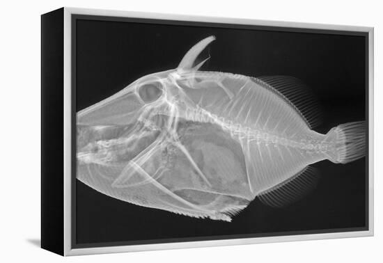 Wedge-Tail Triggerfish-Sandra J. Raredon-Framed Stretched Canvas