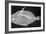 Wedge-Tail Triggerfish-Sandra J. Raredon-Framed Art Print