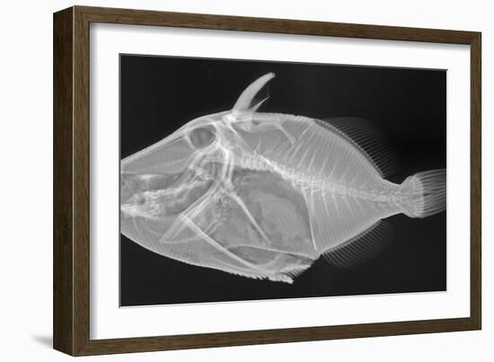 Wedge-Tail Triggerfish-Sandra J. Raredon-Framed Art Print